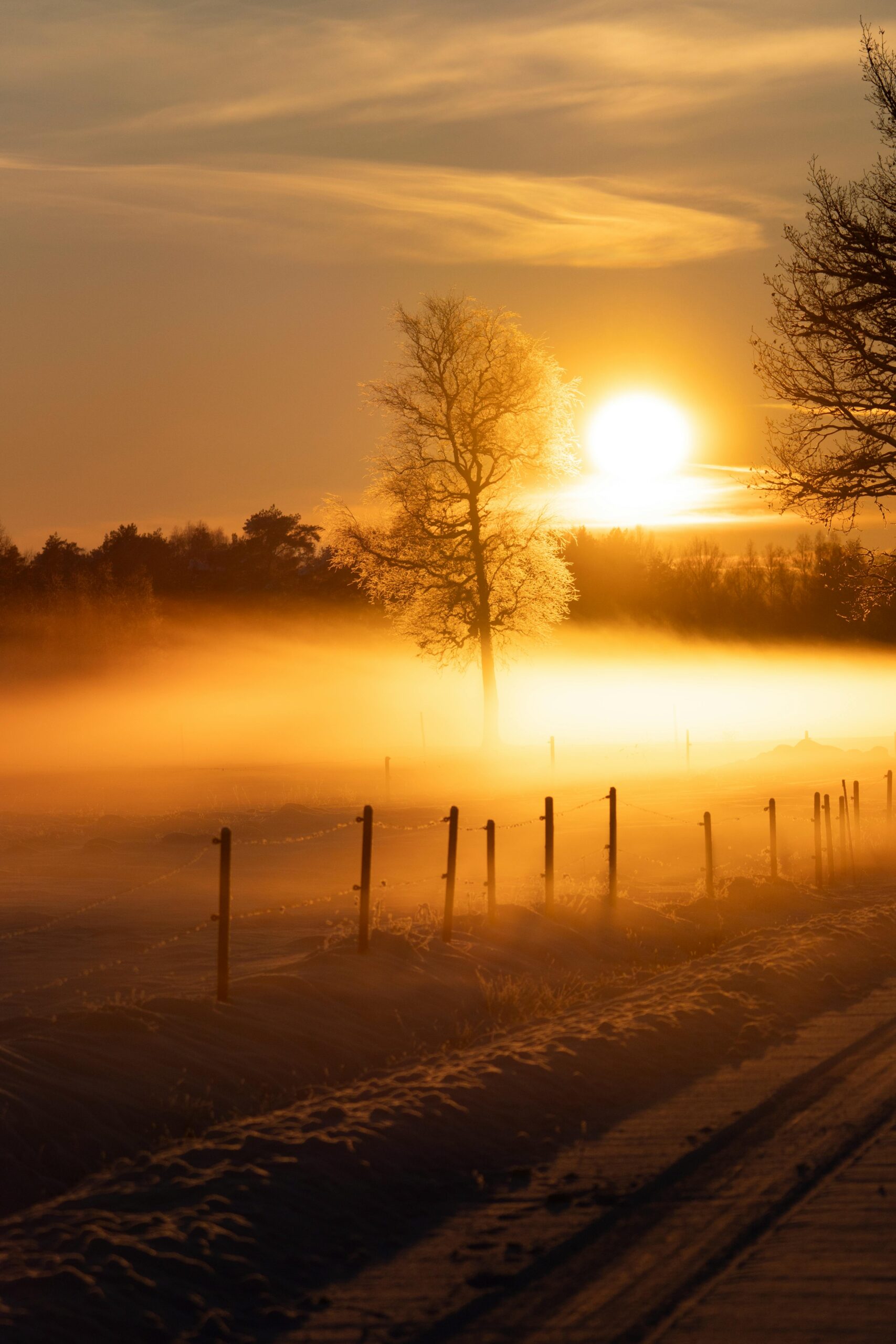 Captivating sunrise casting warm hues over a tranquil winter scene with mist and solitary tree.